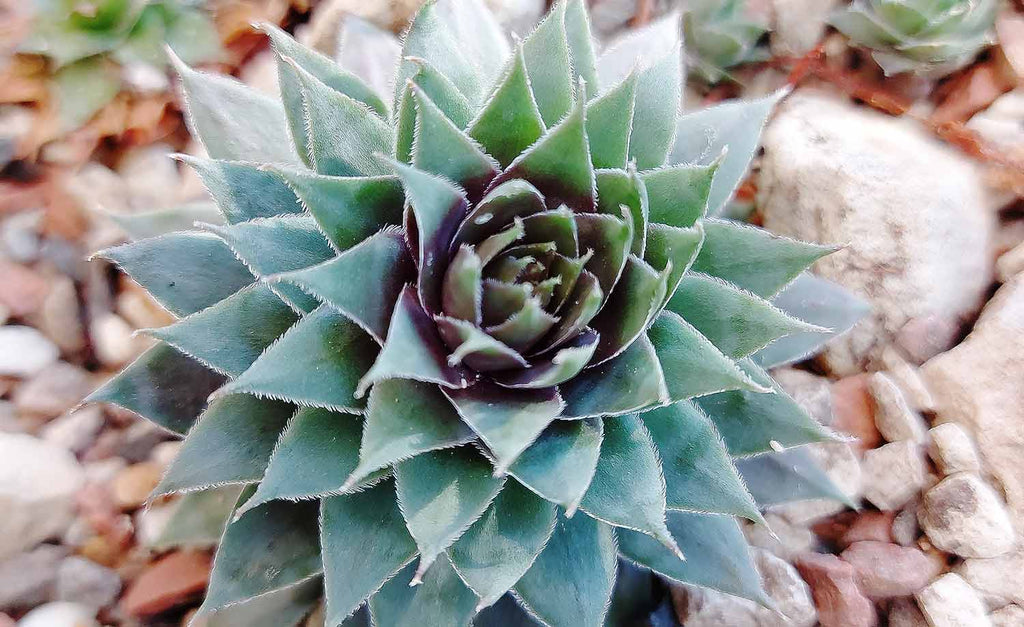 Sempervivum tectorum closeup