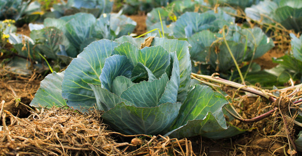 straw and cabbages in a vegetable patch