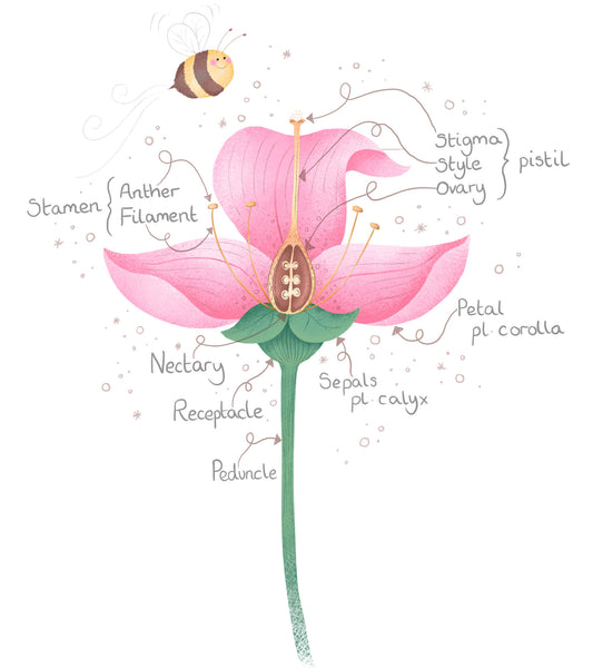 illustration of a pink flower with a bee showing different parts of a flower