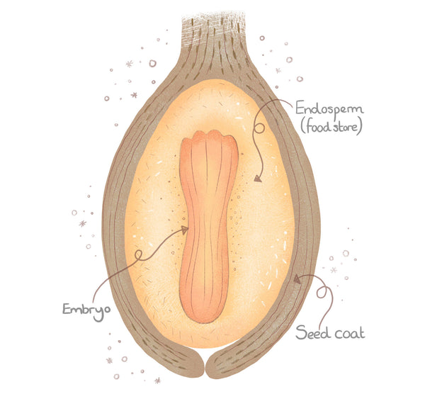 illustration of a gymnosperm seed showing different parts of the structure