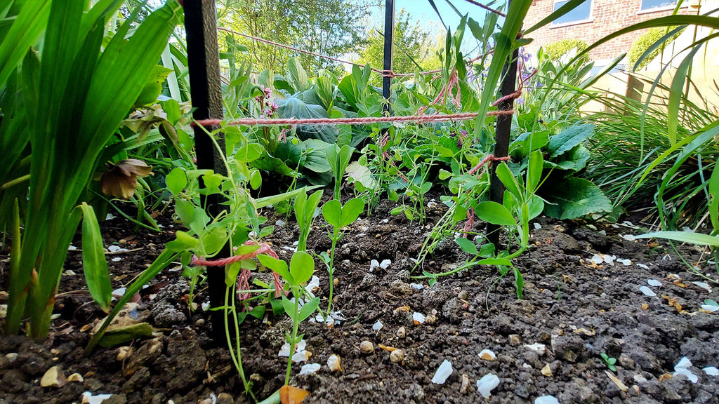 sweet peas at the base of a metal structure, ties in with pink twine