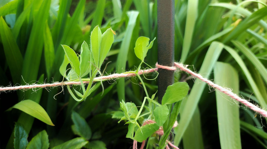 annual sweet pea  tied onto support with pink jute twine