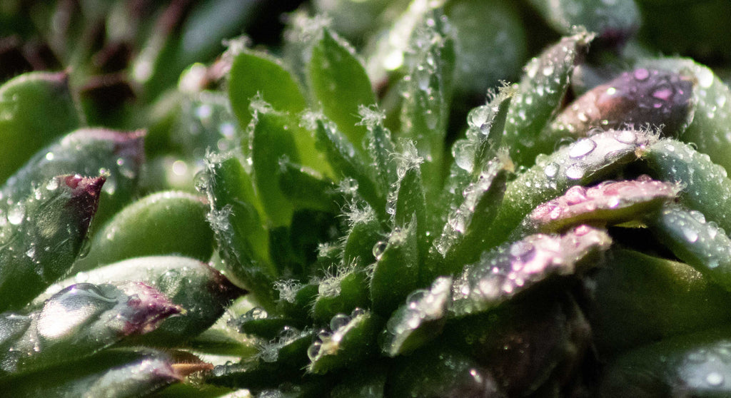 water droplets on sempervivum succulents plant