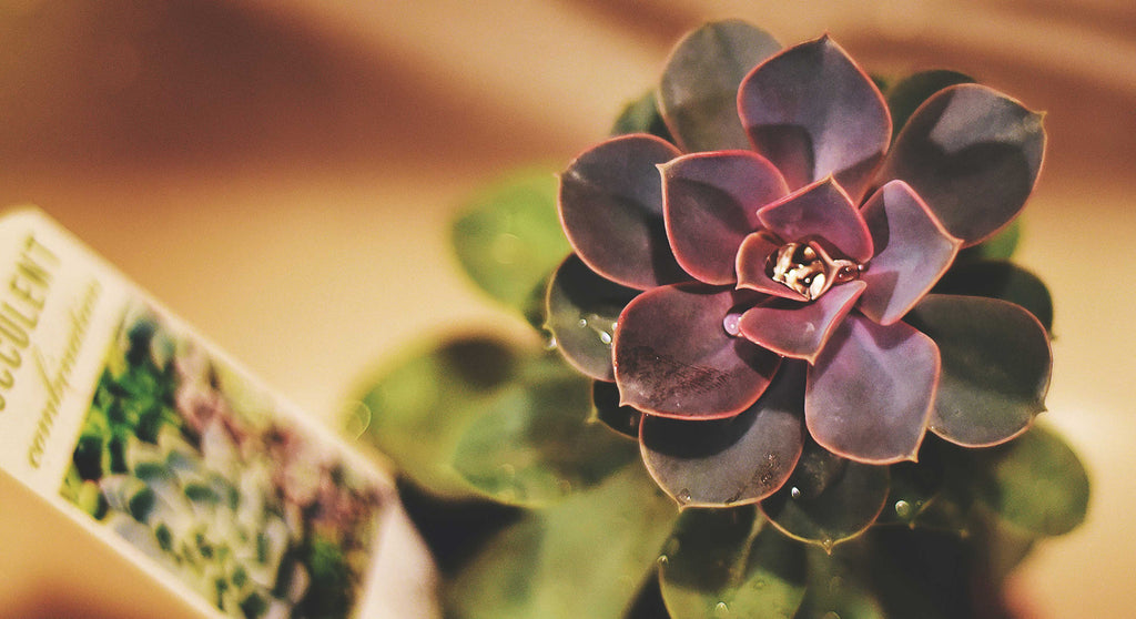 water droplets on a purple and green echeveria succulent plant