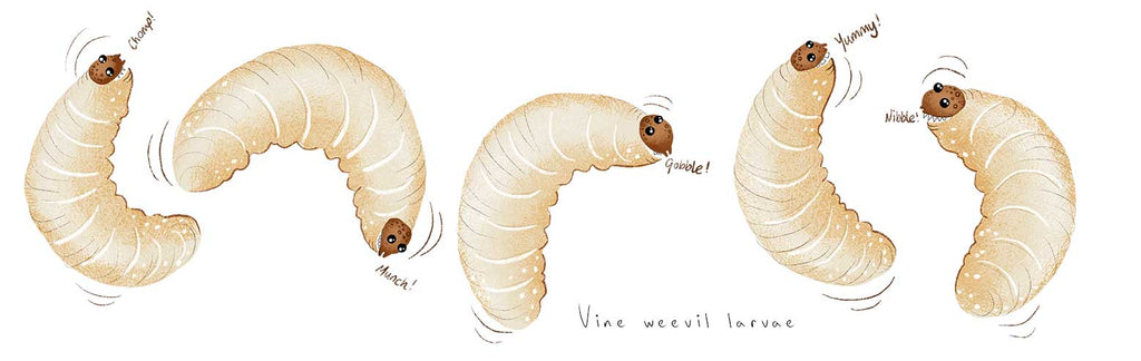 Vine weevils - treatment and control