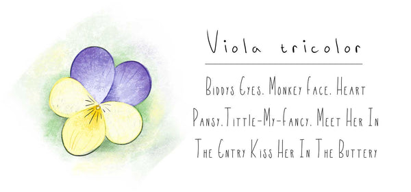 Viola tricolour wild pansy common names