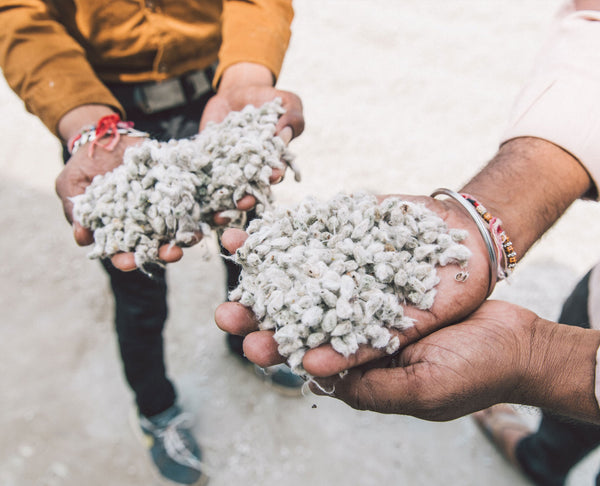 Raw organic cotton buds in hands