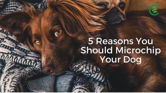 why you should microchip your dog