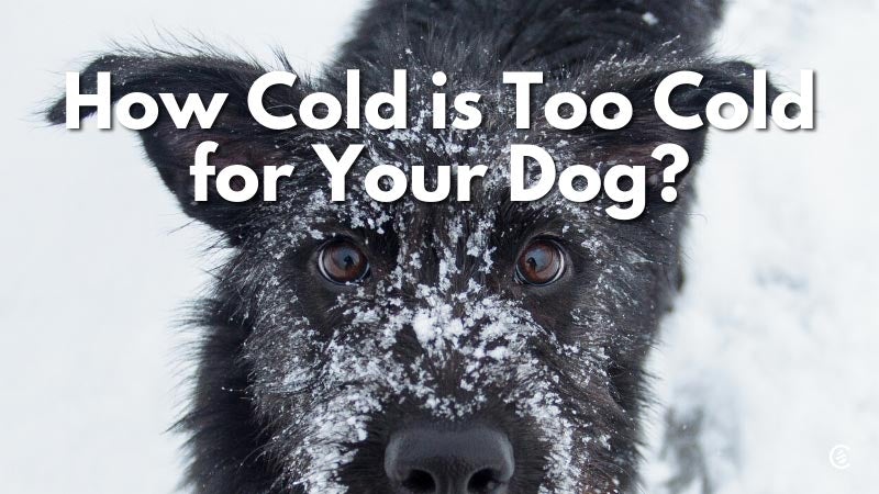 how cold is too cold for dog