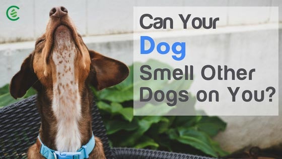what can dogs smell
