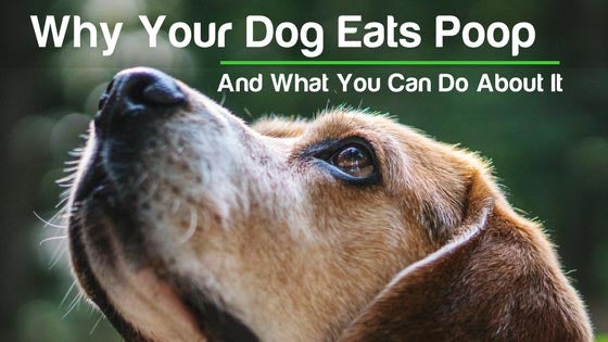 what should i do if my dog eats poop