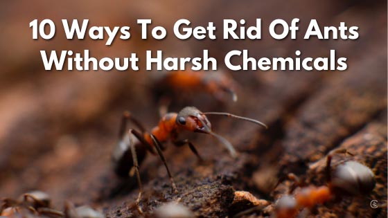 How To Get Rid Of Ants: A Complete Guide [2024]