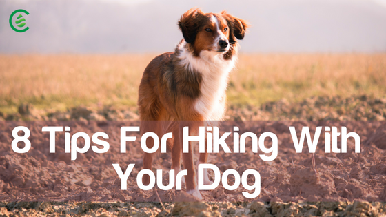 How to Train Your Dog to Walk Off Leash – A Hiker's Guide