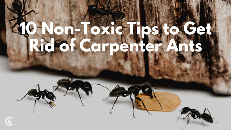 https://cdn.shopify.com/s/files/1/0550/5217/3532/files/Blog-10-Non-Toxic-Tips-to-Get-Rid-of-Carpenter-Ants.jpg?v=1636584573