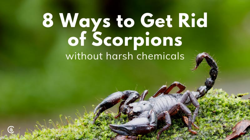 Get Rid of Scorpions Naturally in 8 Easy Ways