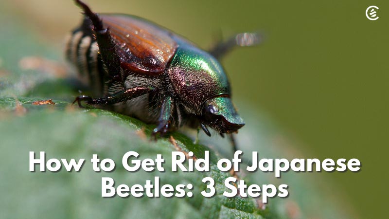 How to Get Rid of Japanese Beetles - Grass Pad