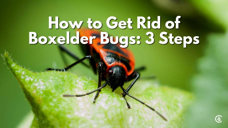 box elder bug pest control