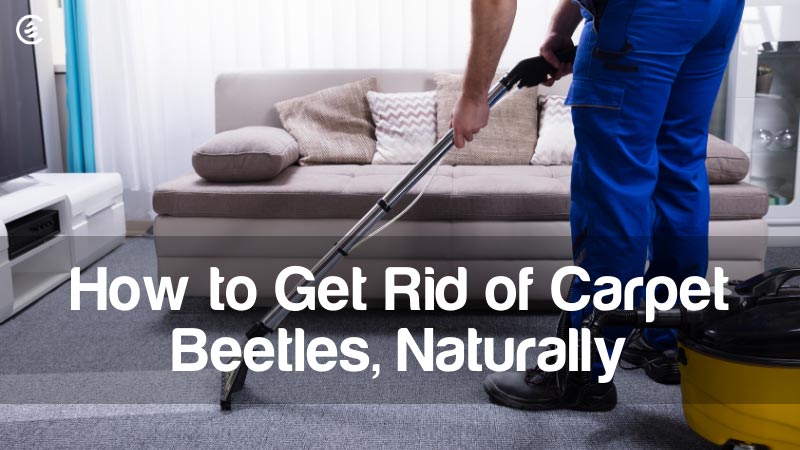 https://cdn.shopify.com/s/files/1/0550/5217/3532/files/Blog-How-to-Get-Rid-of-Carpet-Beetles-Naturally.jpg?v=1636571842
