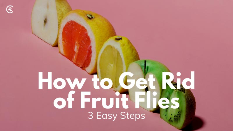 How to Get Rid of Fruit Flies  6 ways to Prevent Fruit Flies