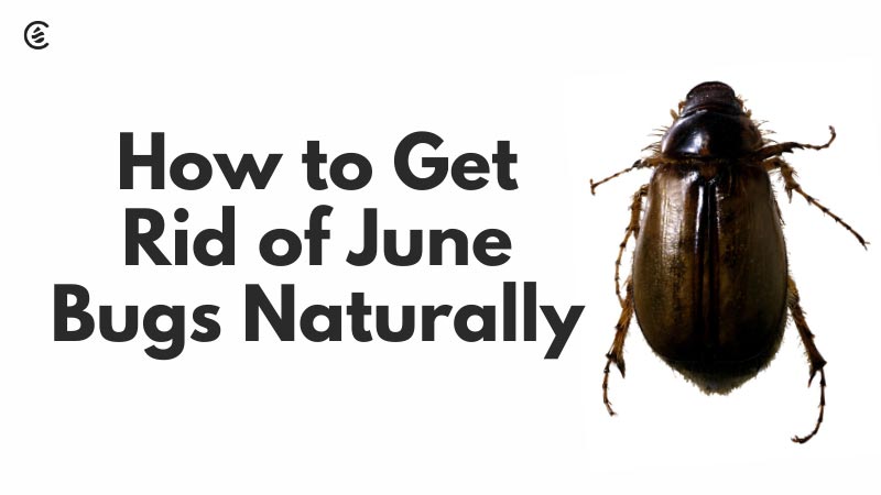 How to Get Rid of June Bugs Naturally