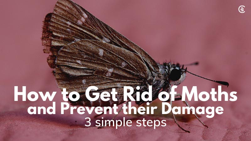 How to Get Rid of Moths: 8 Ways, Plus Prevention Tips