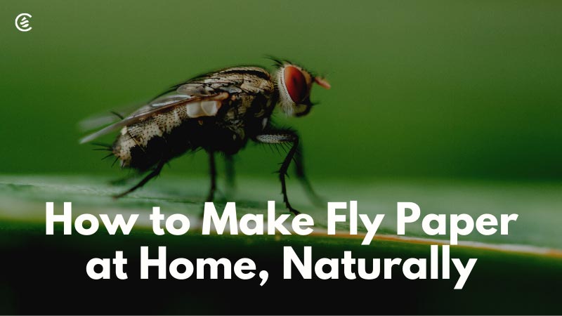 How to Make Fly Paper at Home Naturally and Easily – Cedarcide
