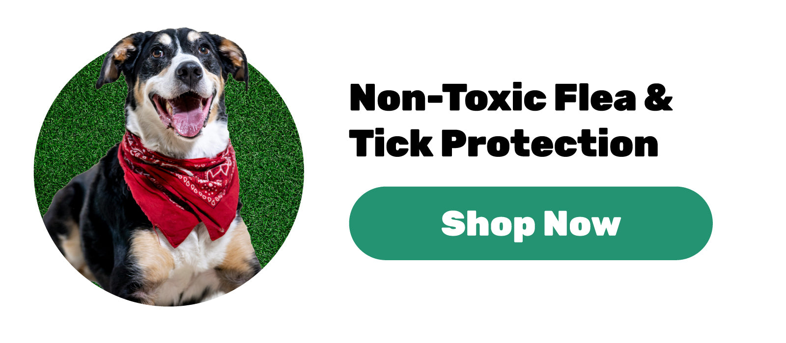 Shop Cedarcide's Flea & Tick Offerings