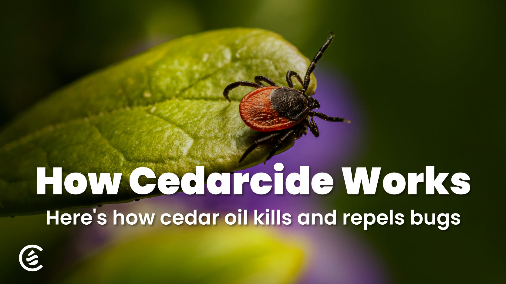 How Cedarcide Works to Kill Bugs