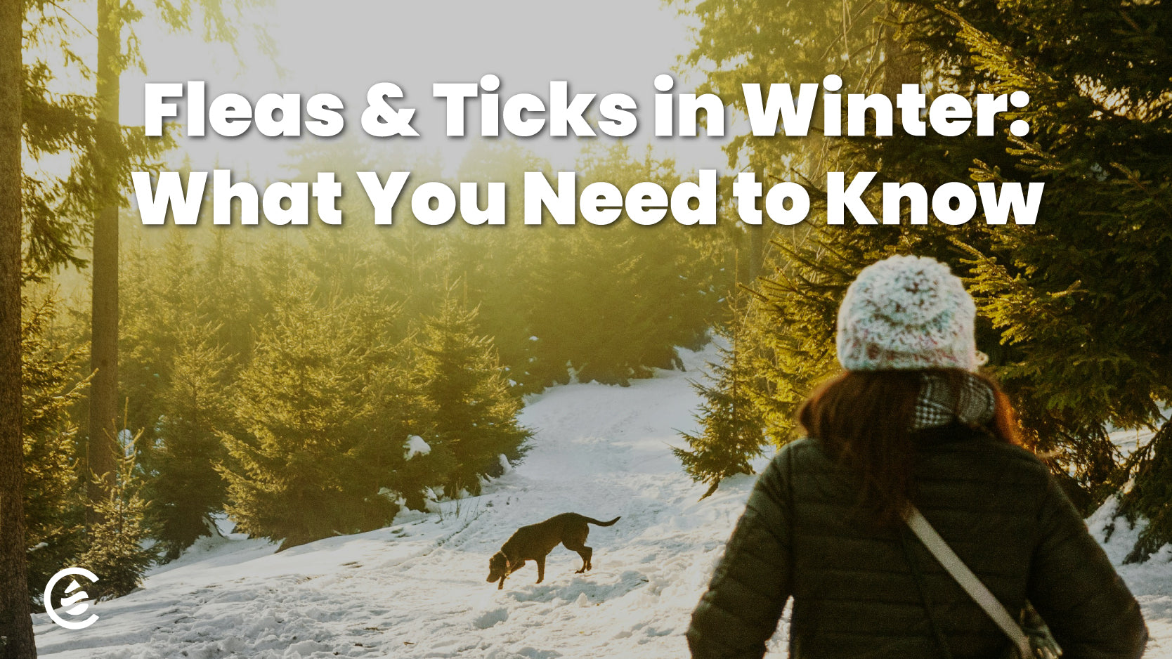 Fleas & Ticks in Winter: What You Need to Know