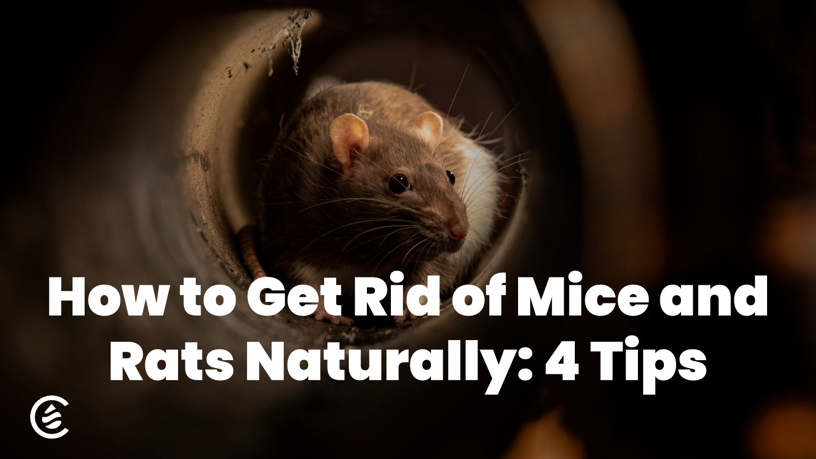 How to Get Rid of Mice and Rats Naturally: 4 Tips
