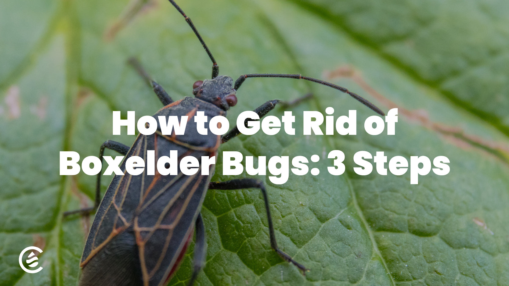 How to Get Rid of Boxelder Bugs: 3 Steps