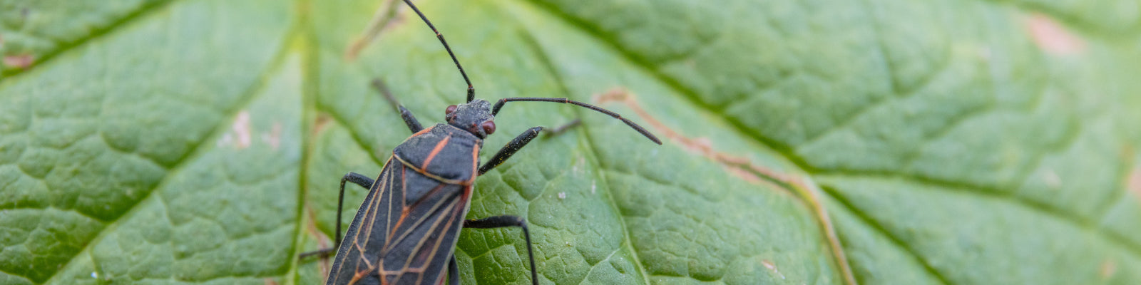 Close up of Boxelder Bug on a damaged leaf