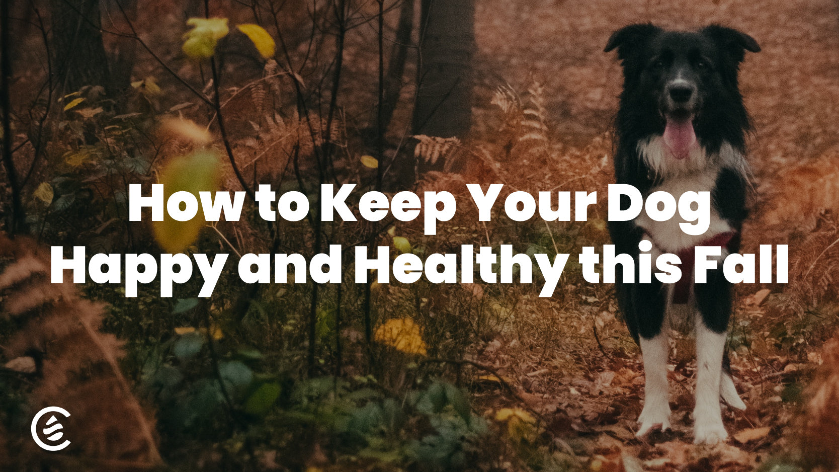 Cedarcide blog lead image, How to Keep Your Dog Happy and Healthy this Fall
