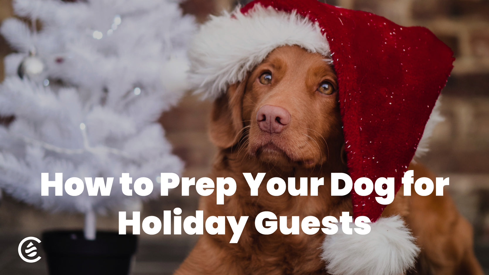 Cedarcide's Guide to Preparing Your Dog for Holiday Guests