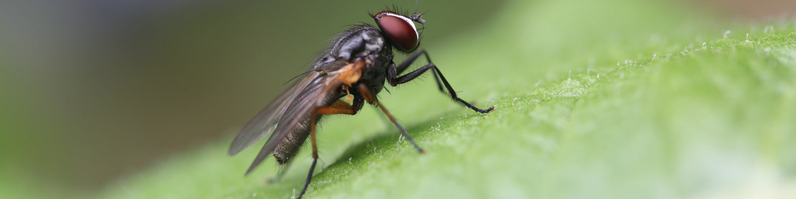 Close up of fly on a leaf