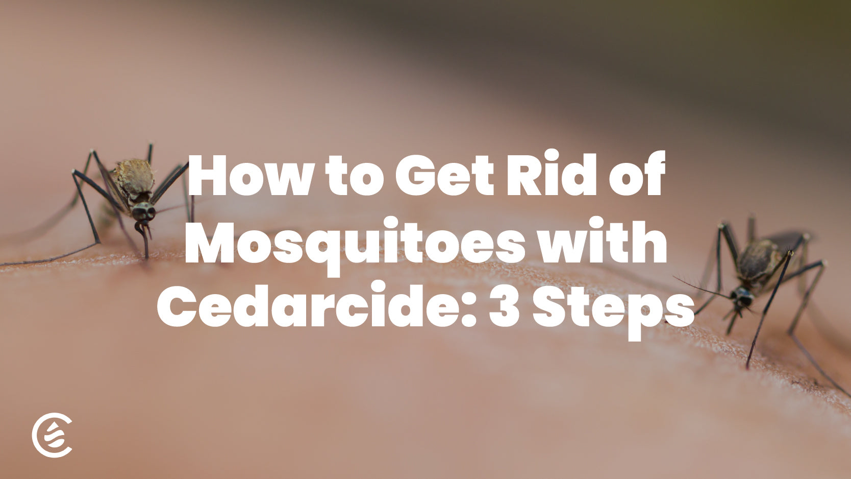 How to Get Rid of Mosquitoes in 3 Steps with Cedarcide, image shows two mosquitoes on human skin