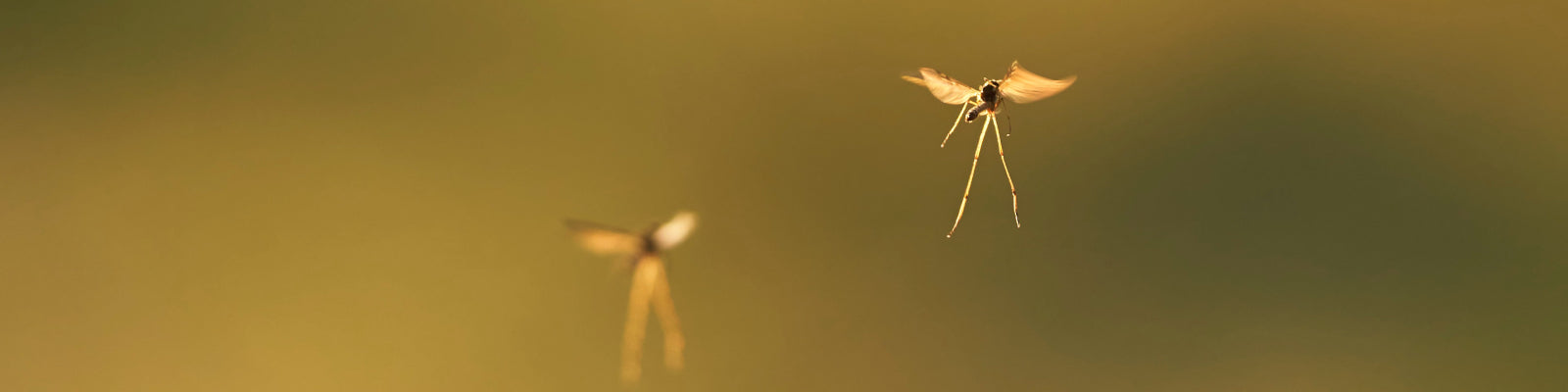 Close up of mosquitoes mid flight