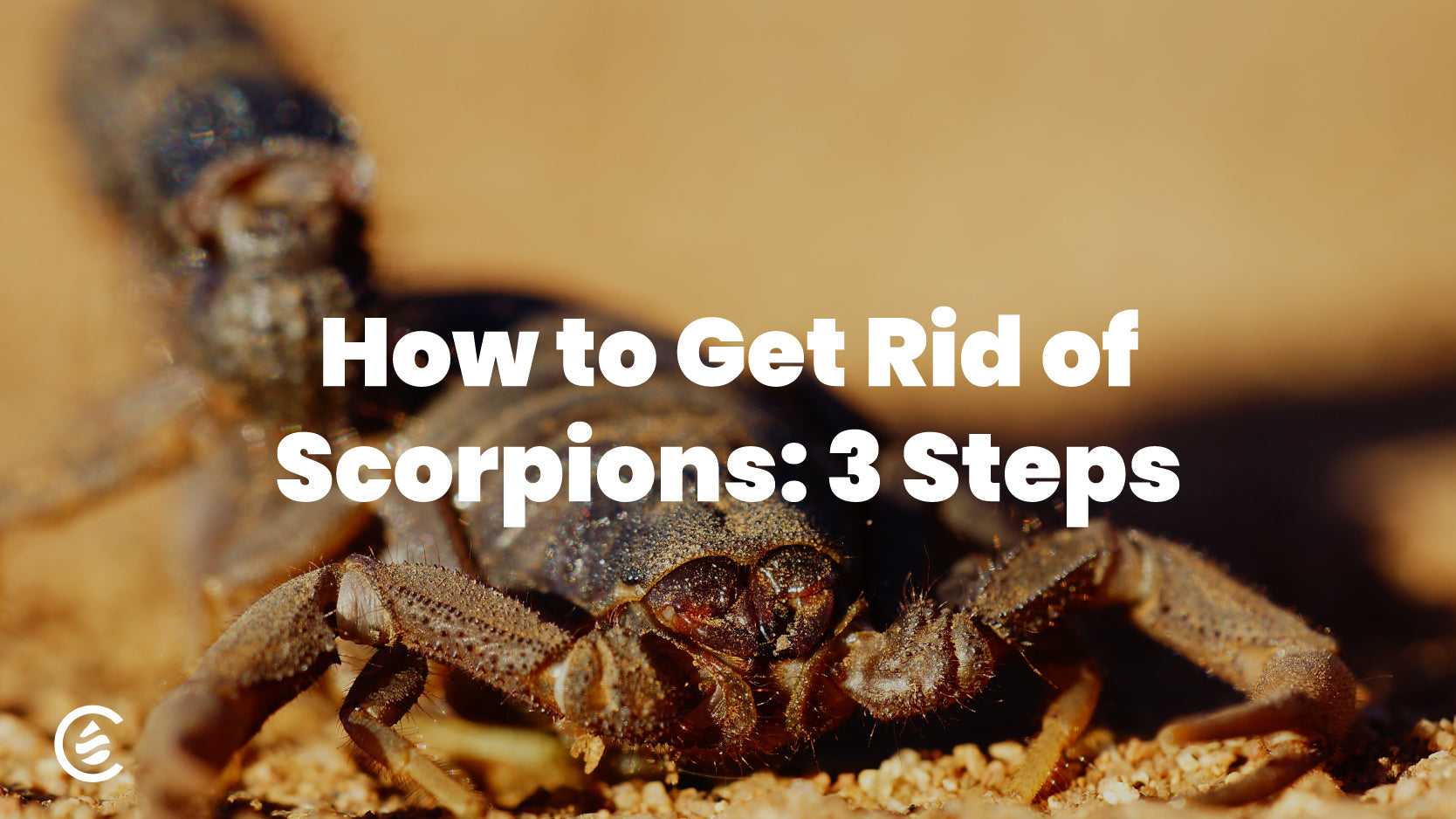 How to Get Rid of Scorpions, with Cedarcide