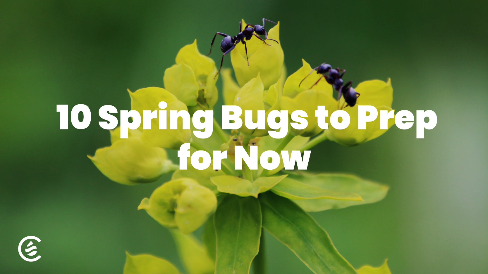 10 Spring Bugs to Prep for Now,  Ants on spring flowers