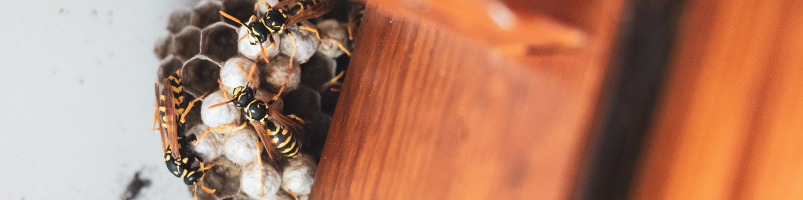 Close up of yellow jackets on their nest