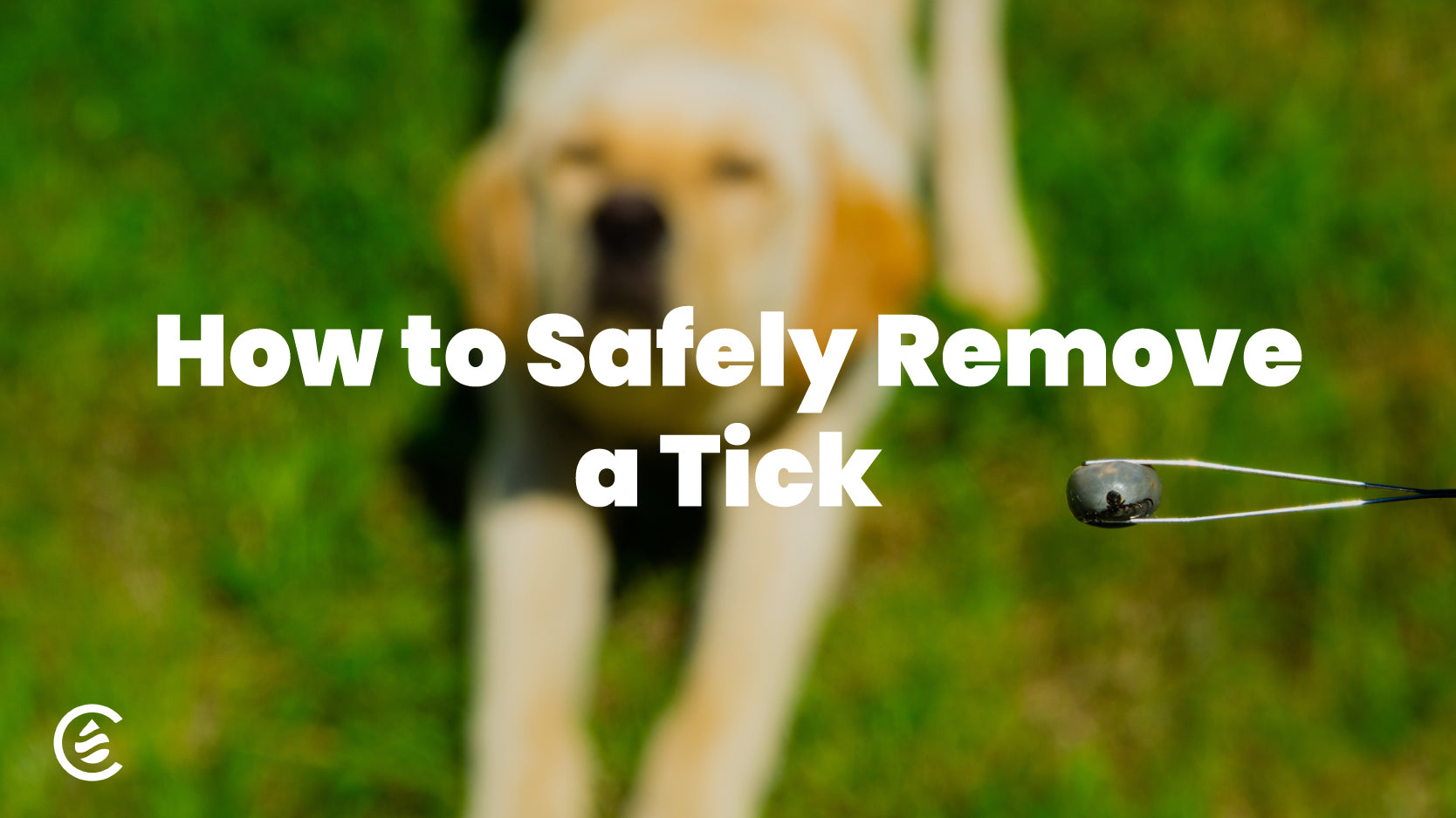 The Cedarcide guide for safely removing a tick