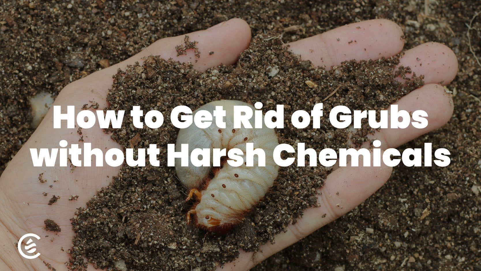 How to Get Rid of Grubs without Harsh Chemicals, Cedarcide