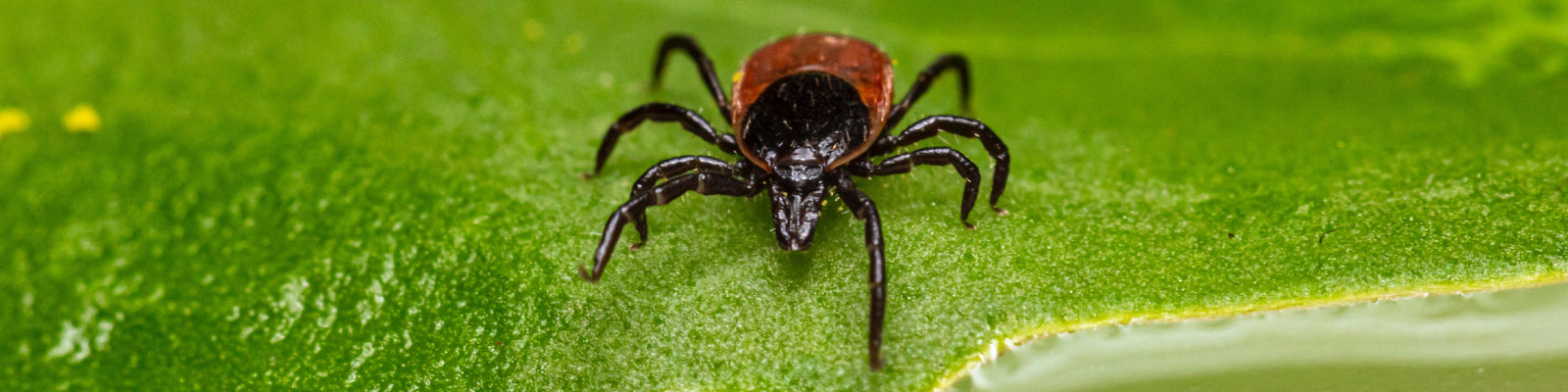 Close up of black and red tick on a leaf
