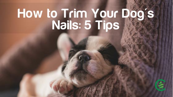 If you are wondering how to trim your dog's nails without hurting them... |  TikTok