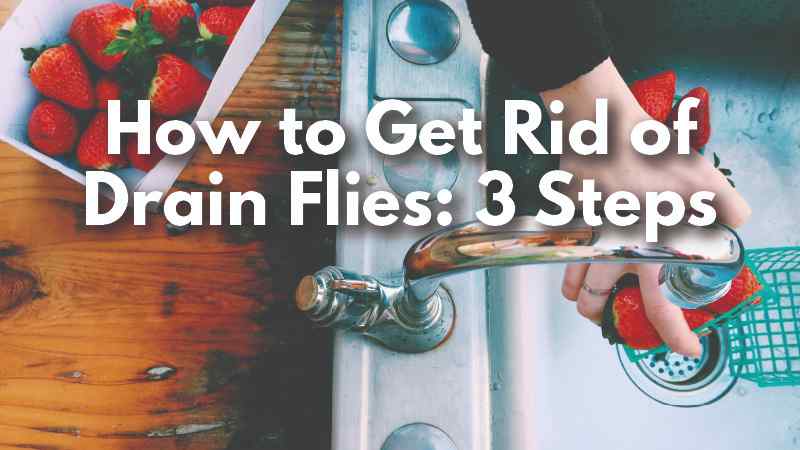 How to get rid of drain flies? - V Extermination