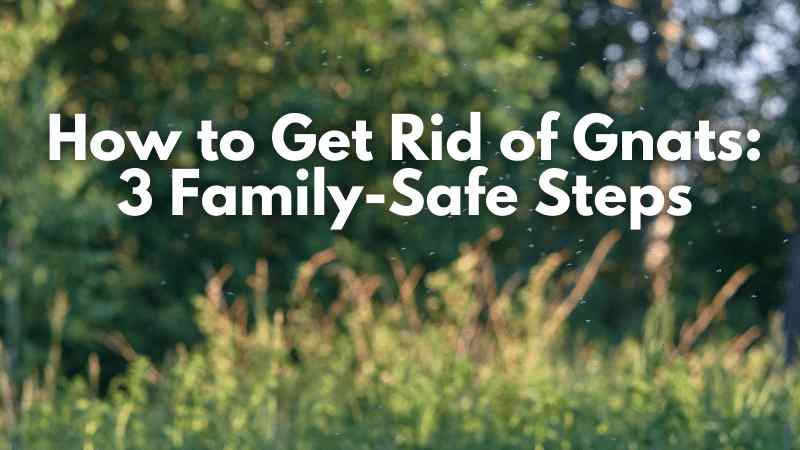 How to Get Rid of Gnats: 3 Family-Safe Steps
