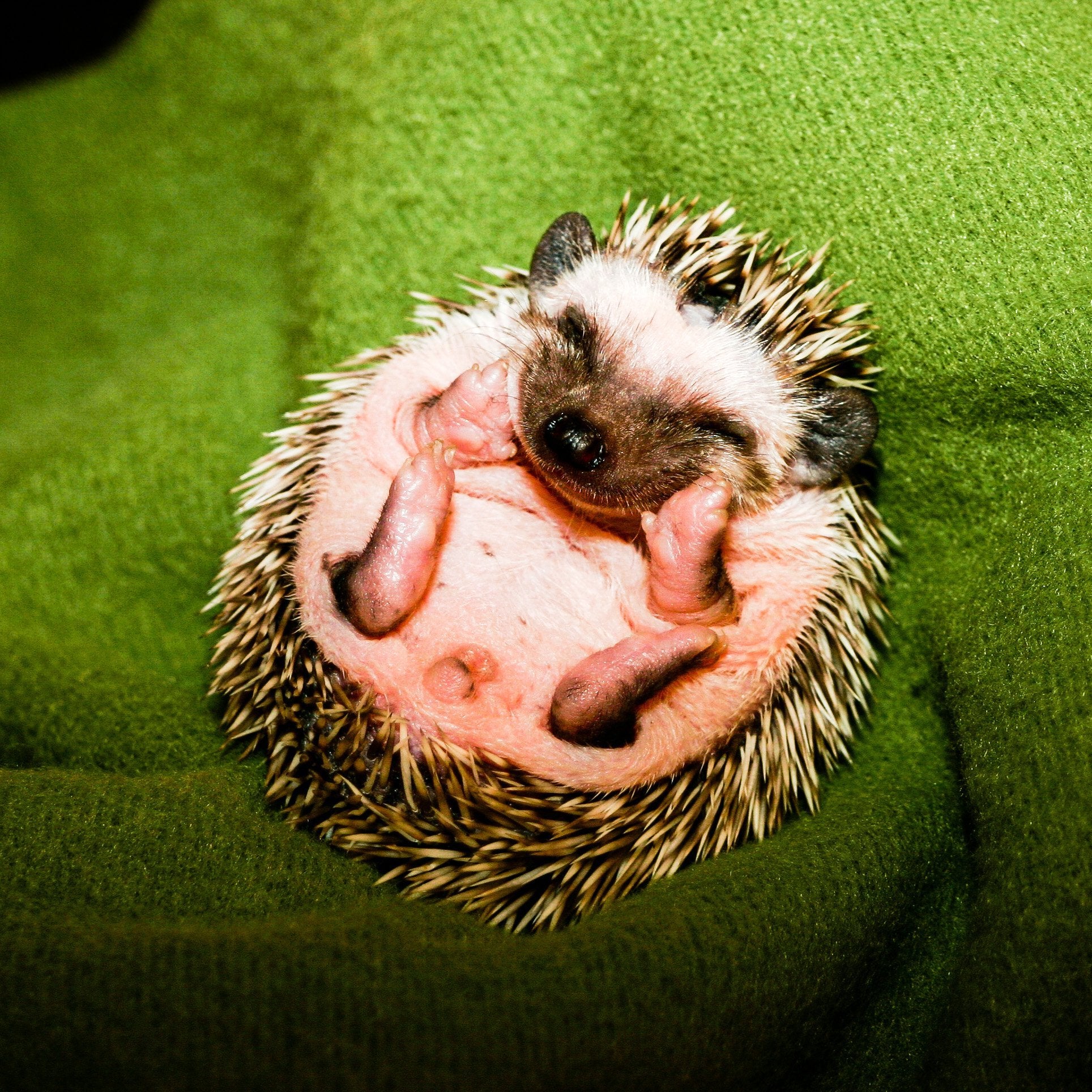 hedgehog.gifts