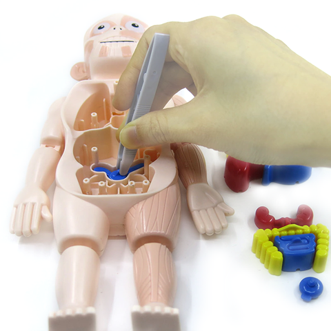 Aprendendo o Corpo Humano - Kit Anatomia Infantil Montessori - img3