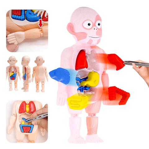 Aprendendo o Corpo Humano - Kit Anatomia Infantil Montessori - img2