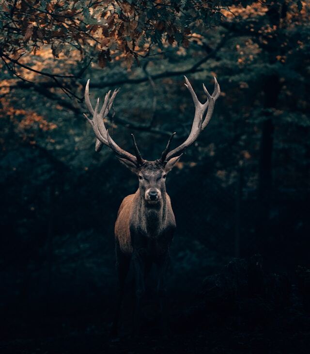 deer-velvet.jpg__PID:635cfe5b-9676-462e-a360-cd11e73c51c4